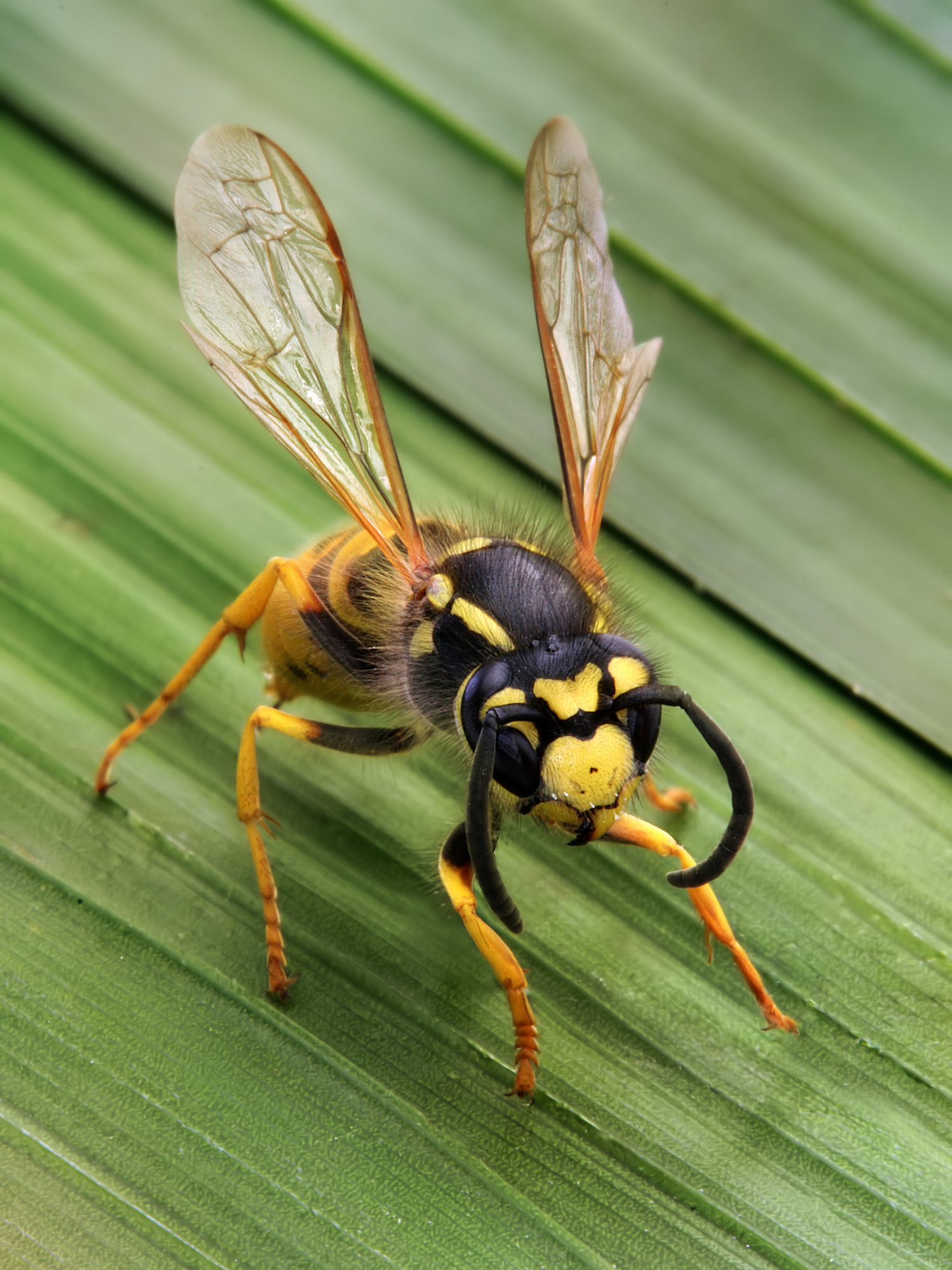 Photo of Wasp
