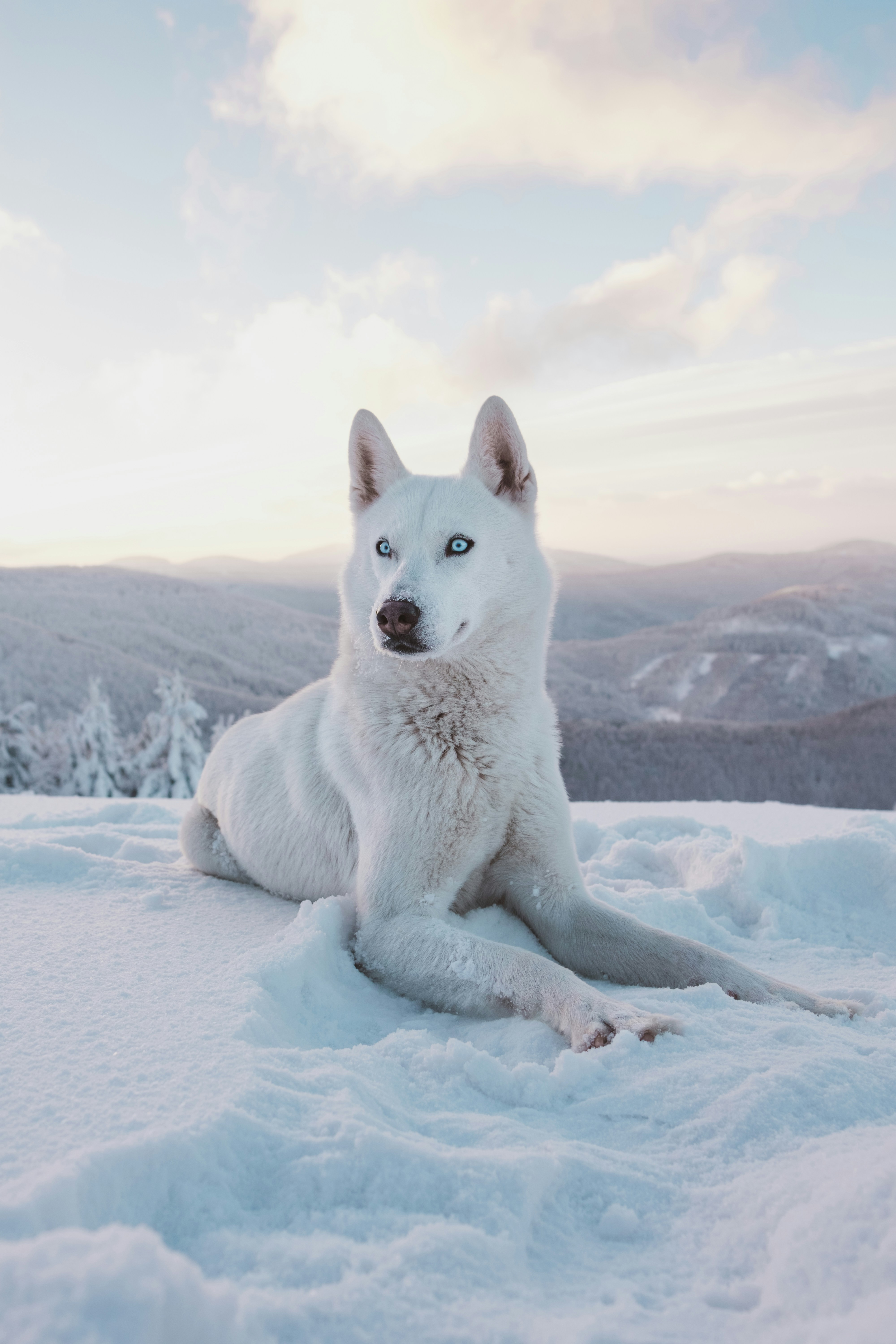 Photo of Wolf